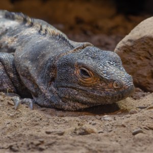 Schwarzleguan